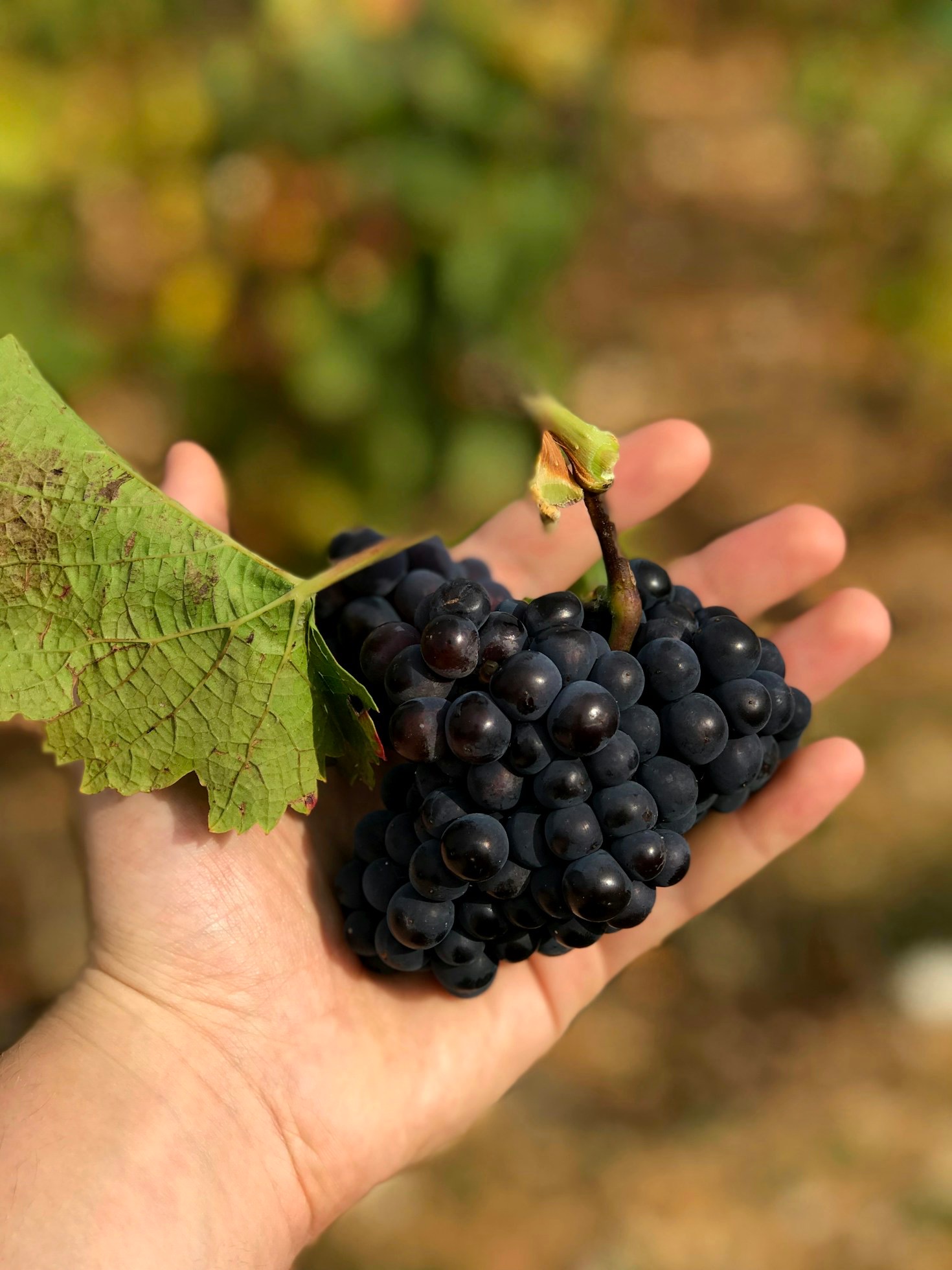 The Art of Minimal Intervention in Winemaking