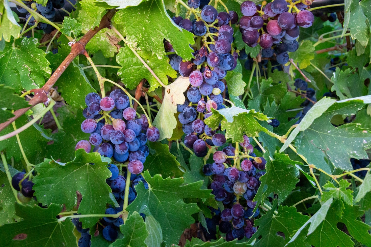 Why Sustainable Wine Matters for the Environment
